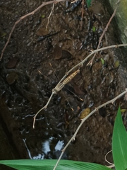 Brachythemis contaminata