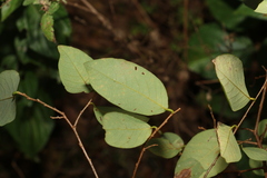 Bridelia leichhardtii