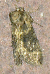Polyploca ridens