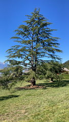 Cedrus deodara