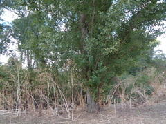 Populus × canadensis
