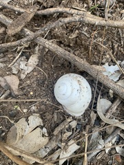 Sphaerospira fraseri