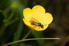 Halictidae