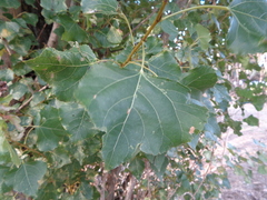 Populus × canadensis