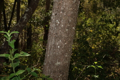 Bridelia leichhardtii