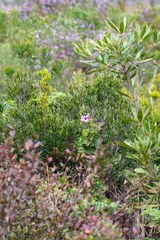 Pelargonium cucullatum strigifolium