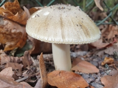 Amanita phalloides