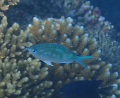 Chromis atripectoralis