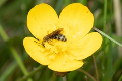 Halictidae