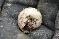 Fruticicola fruticum