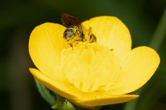 Halictidae