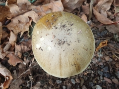 Amanita phalloides