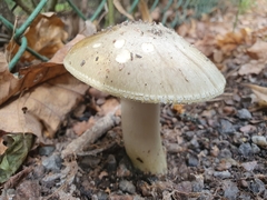 Amanita phalloides