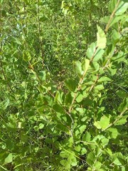 Betula humilis