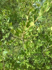 Betula humilis