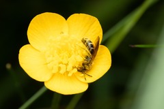 Halictidae