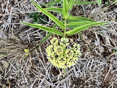 Asclepias asperula