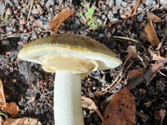 Amanita phalloides