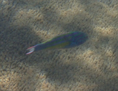 Thalassoma quinquevittatum