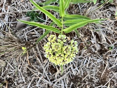 Asclepias asperula