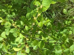 Betula humilis