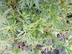 Geranium dissectum