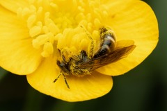 Halictidae