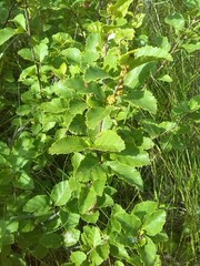 Betula humilis