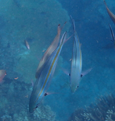 Caesio caerulaurea