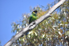 Barnardius zonarius