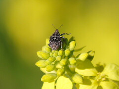 Mogulones geographicus