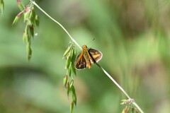 Taractrocera papyria agraulia