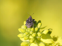 Mogulones geographicus
