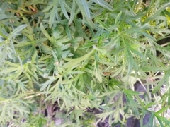 Geranium dissectum