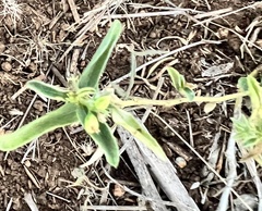 Ditaxis humilis