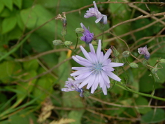 Cicerbita macrophylla