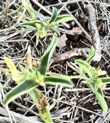 Ditaxis humilis