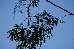 Corymbia citriodora