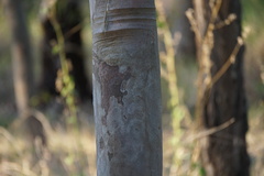 Corymbia citriodora