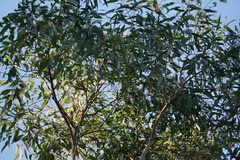 Corymbia citriodora