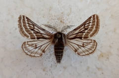 Lycia zonaria