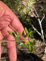Jasminum didymum racemosum