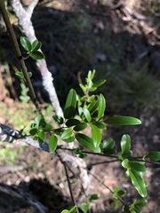 Jasminum didymum racemosum