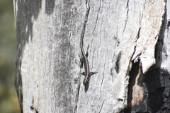 Cryptoblepharus buchananii