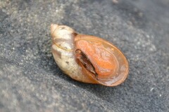 Succinea putris