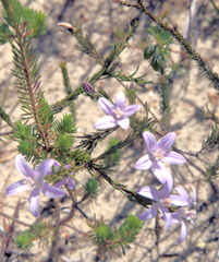 Philotheca salsolifolia