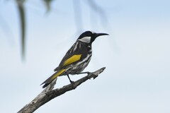 Phylidonyris niger