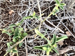 Ditaxis humilis