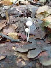 Mycena galericulata