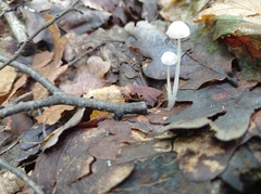 Mycena galericulata